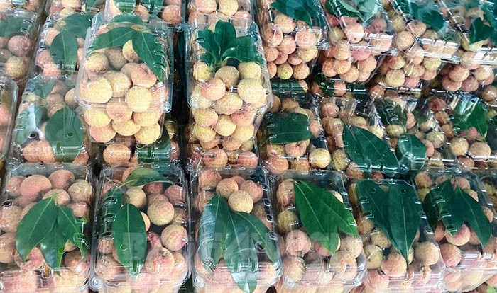 Tons of Thanh Ha lychees exported to Japan, USA, Australia